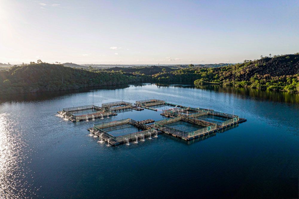 Sustainable Tilapia Sourcing in 2026: ASC & BAP Certification, Respons