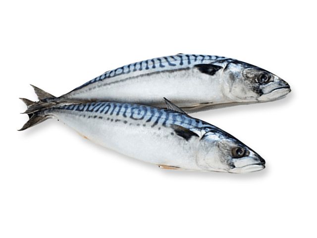Atlantic Mackerel