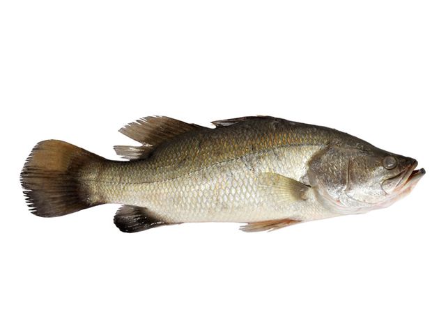 Barramundi