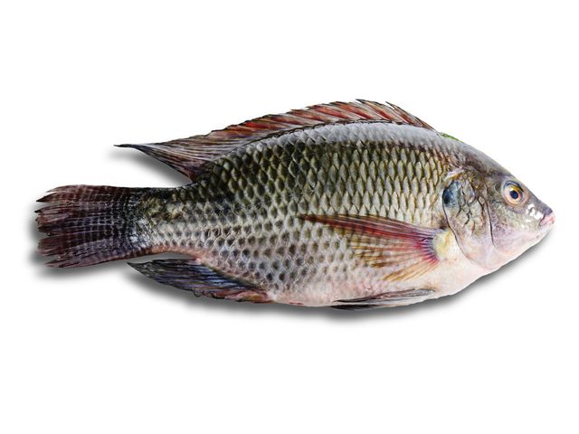 Black Tilapia