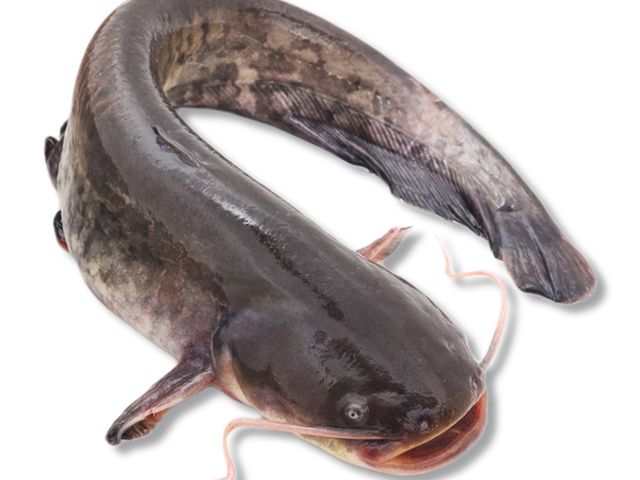 Catfish