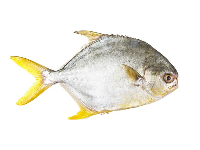 Golden pompano