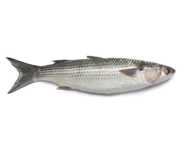 Grey Mullet