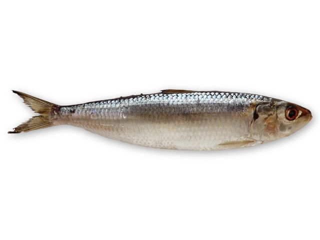 Herring