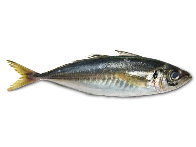 Horse Mackerel