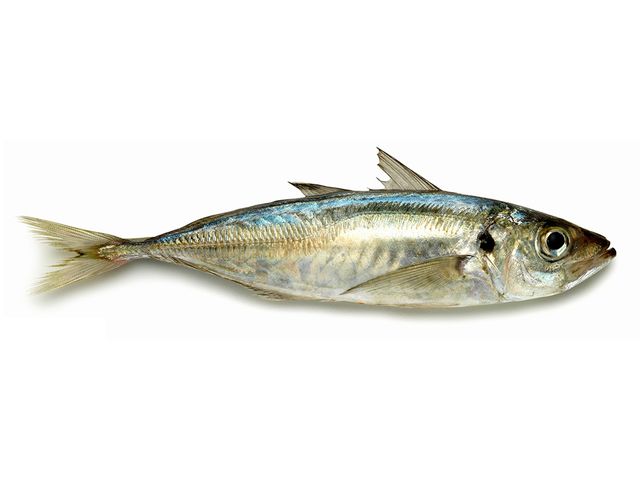 Jack Mackerel
