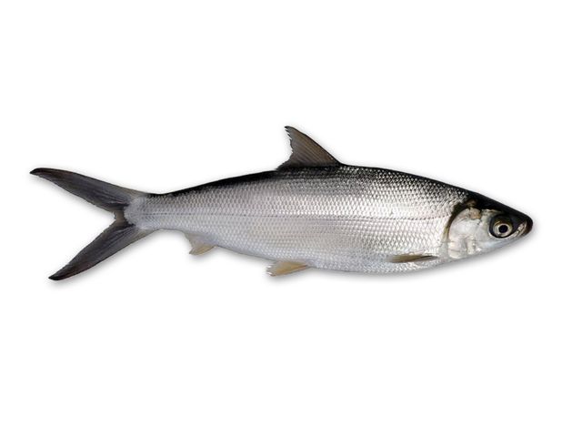 Milkfish