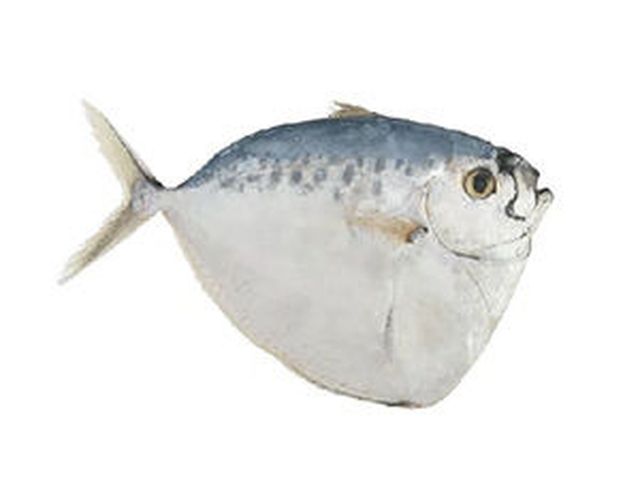 Moonfish