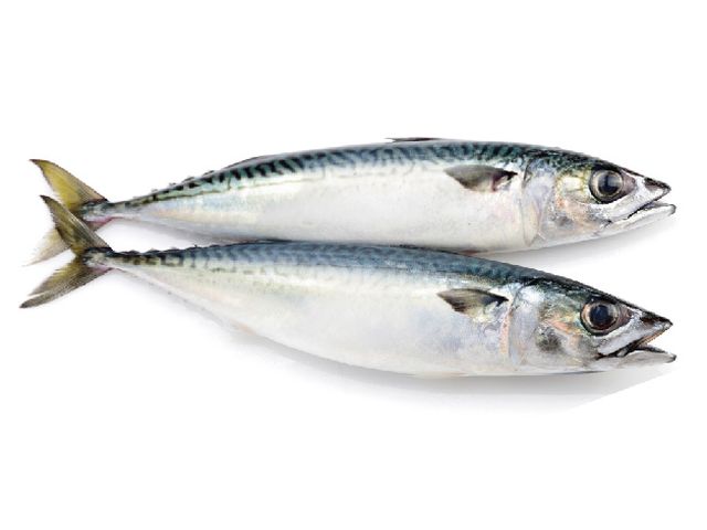 Pacific Mackerel