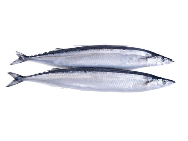 Pacific Saury
