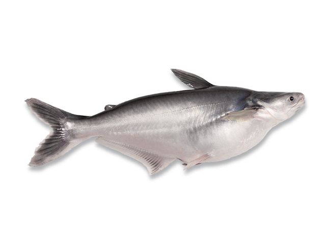 Pangasius