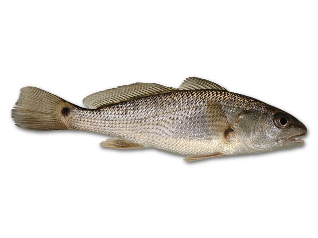 Red drum