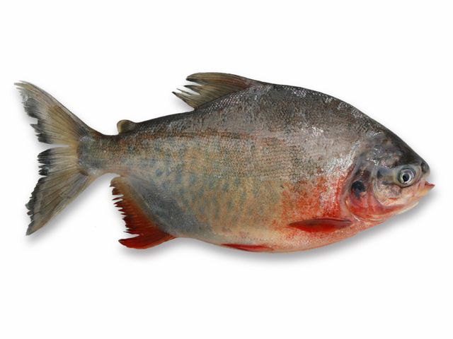 Red pacu
