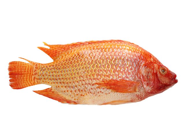 Red tilapia