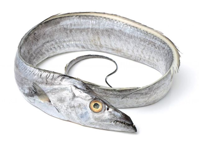 Ribbonfish
