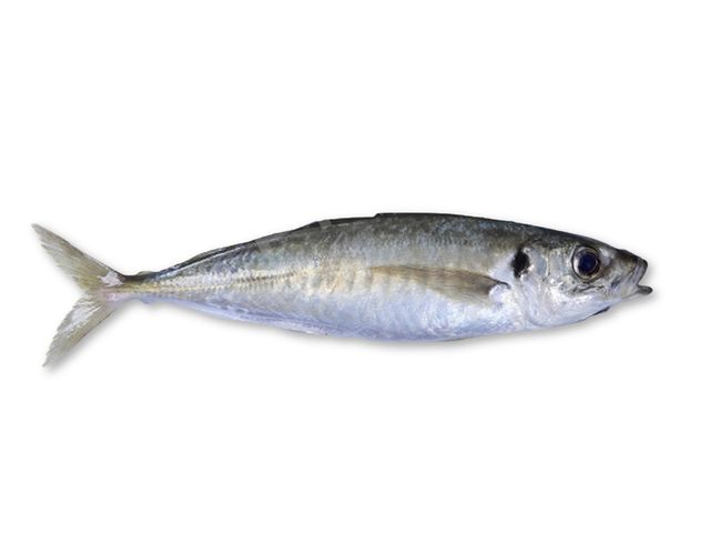 Round Scad