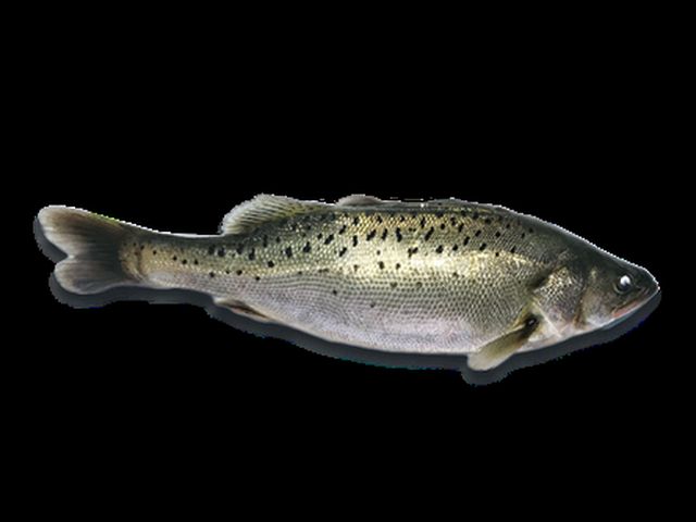 Seabass