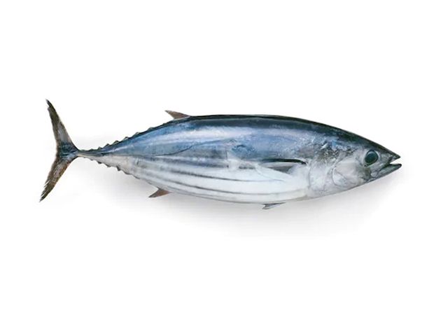 Skipjack Tuna