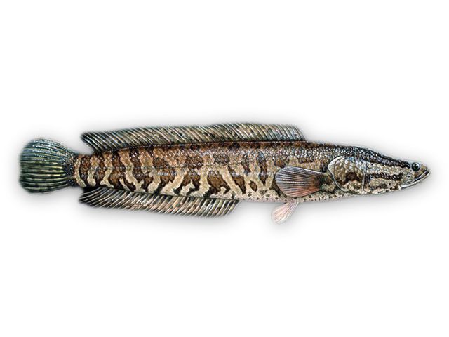 Snakehead fish