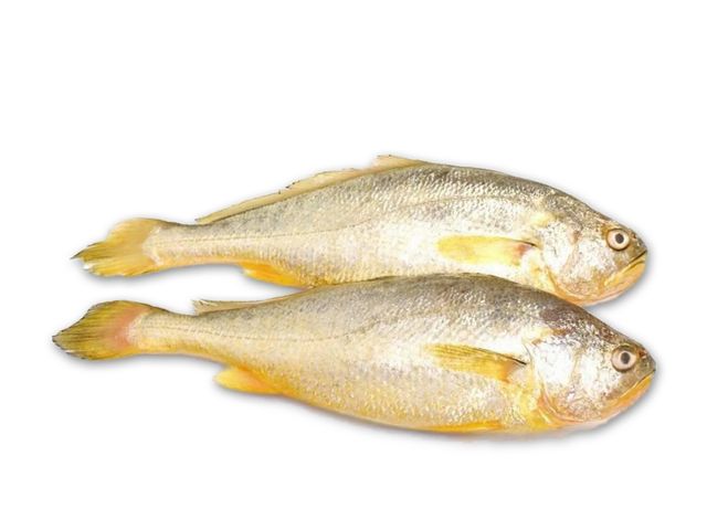 Yellow croaker