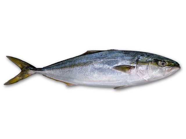 Yellowtail